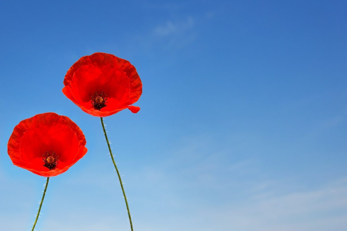 a couple of poppy flowers, poppy, poppy flower